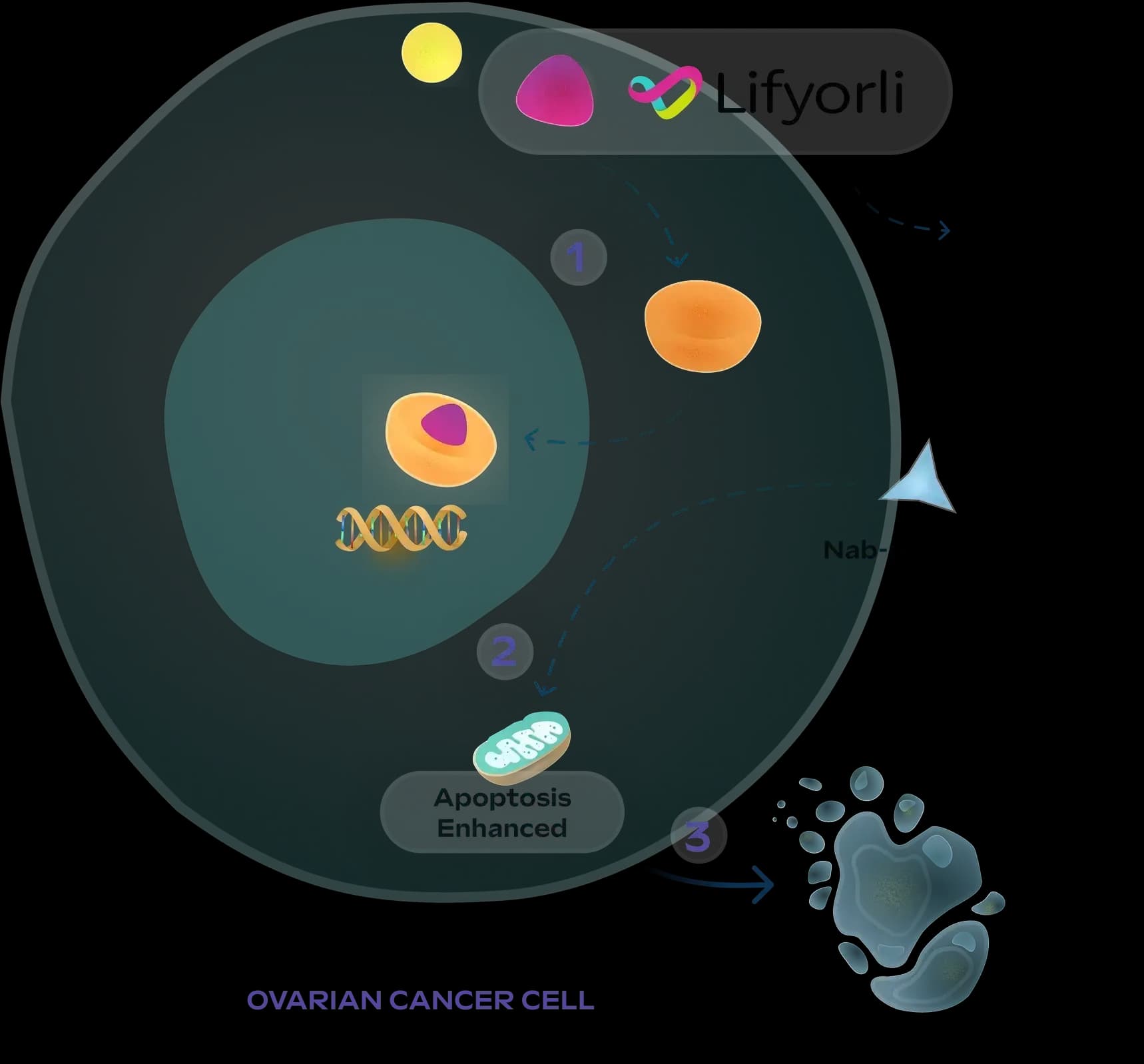 LIFYORLI enhances chemosensitivity mechanism