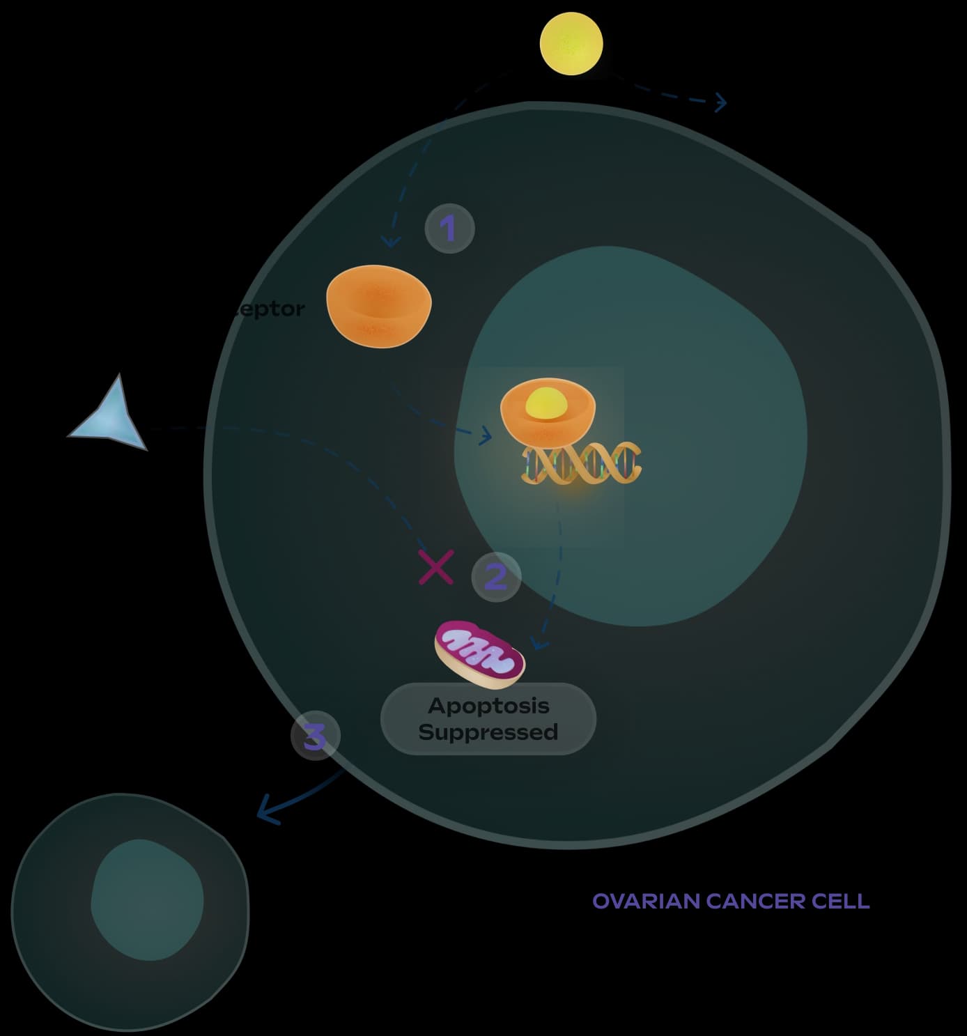 The role of glucocorticoid receptor pathway in chemoresistance